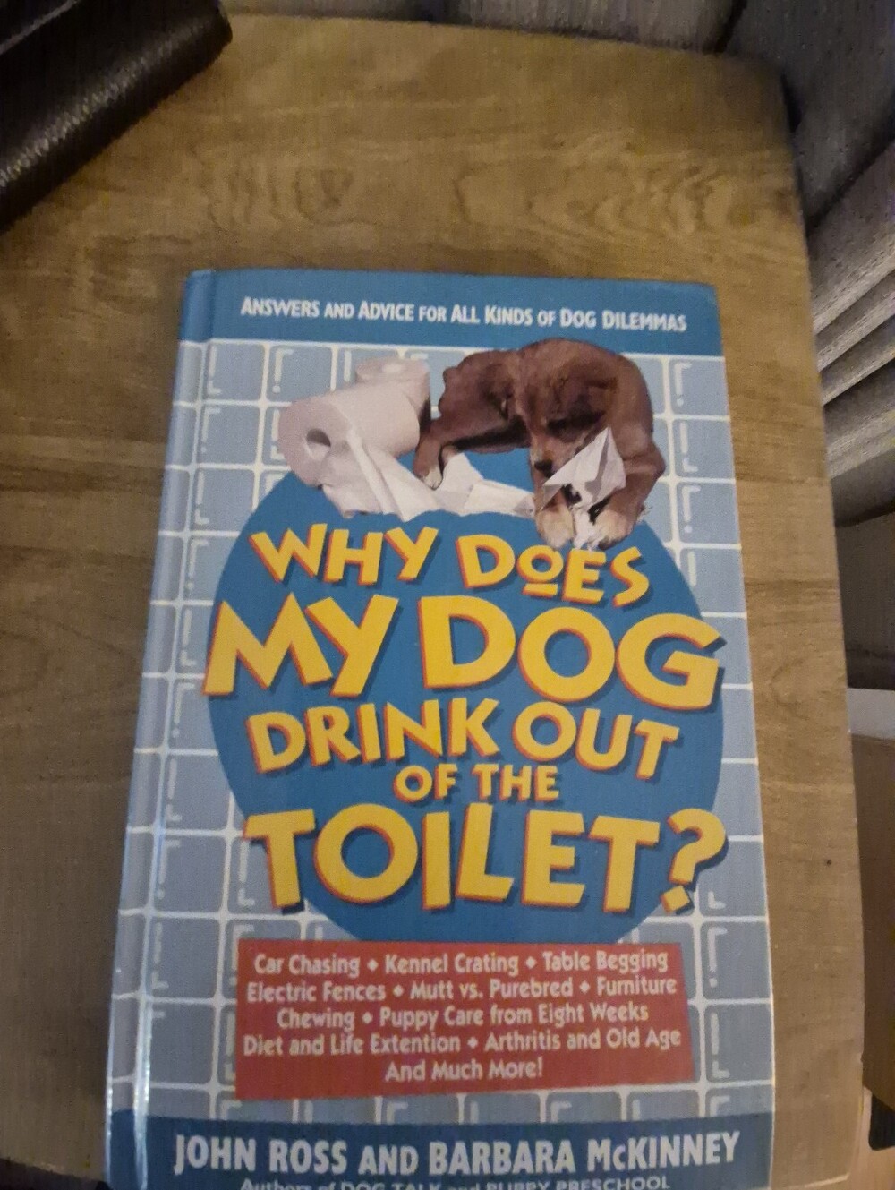 Why Does My Dog Drink Out of the Toilet? - Blue Pet Care Guide